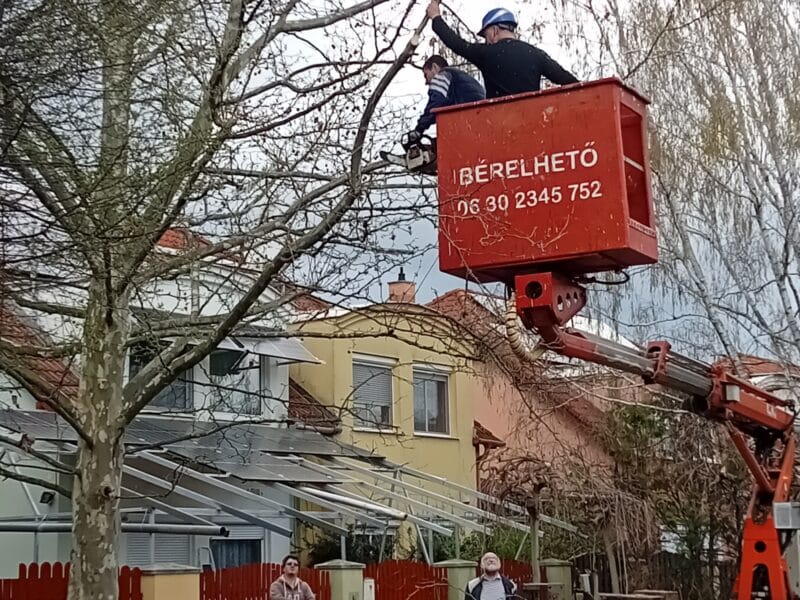 Veszélyes fa? Árnyékol vagy útban van? Bízza ránk a fakivágást!